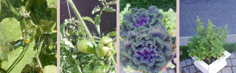 cucumber plant, tomatoe plant ornamental cabbage, herbs